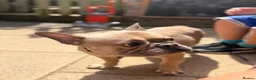 French Bulldog dogs for sale: Meet Norman our French bulldog  - Advert 2