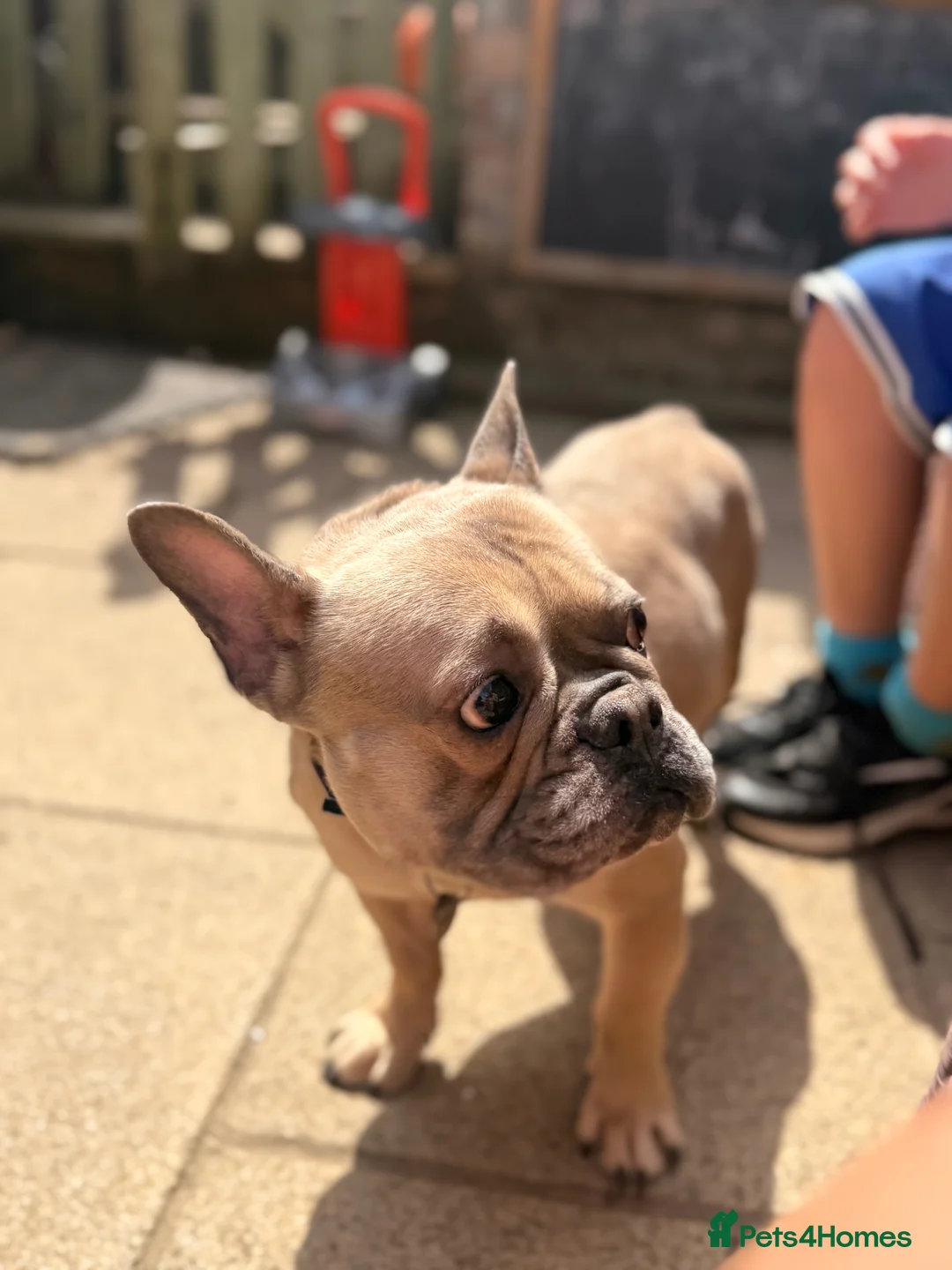 French Bulldog dogs for sale: Meet Norman our French bulldog  - Advert 2