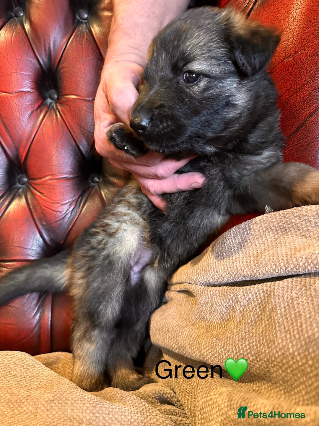 German Shepherd dogs for sale: Long-Haired Straight Back German Shepherd Puppies - Image 29