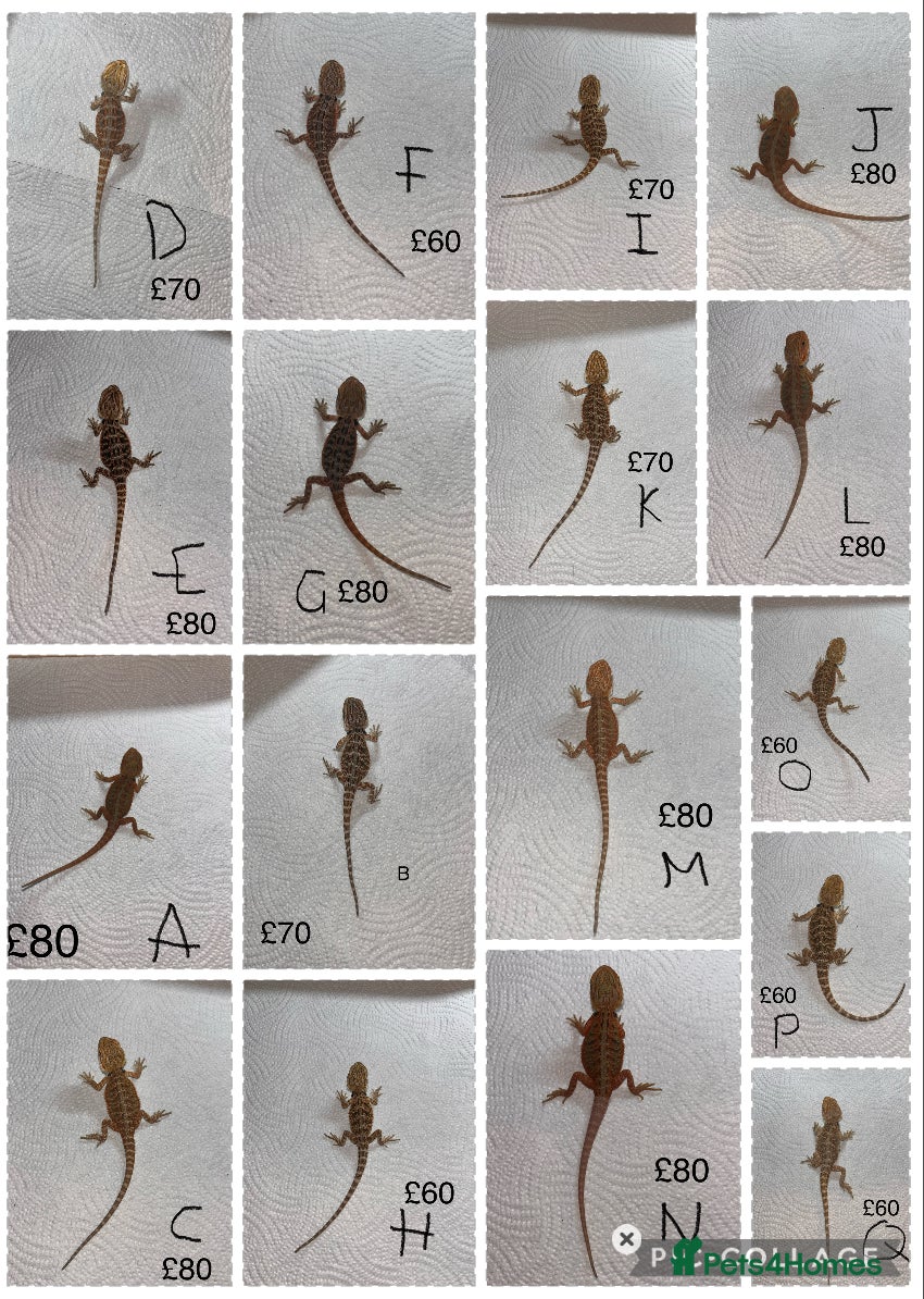 Bearded Dragon reptiles Various Baby Bearded Dragons For Sale - Advert 14