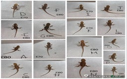 Bearded Dragon reptiles for sale: Various Baby Bearded Dragons For Sale - Advert 1