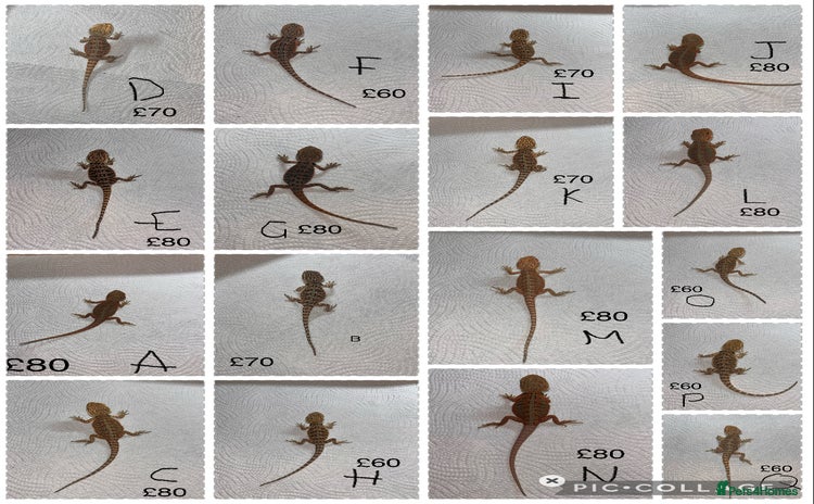 Bearded Dragon reptiles Various Baby Bearded Dragons For Sale - Advert 5