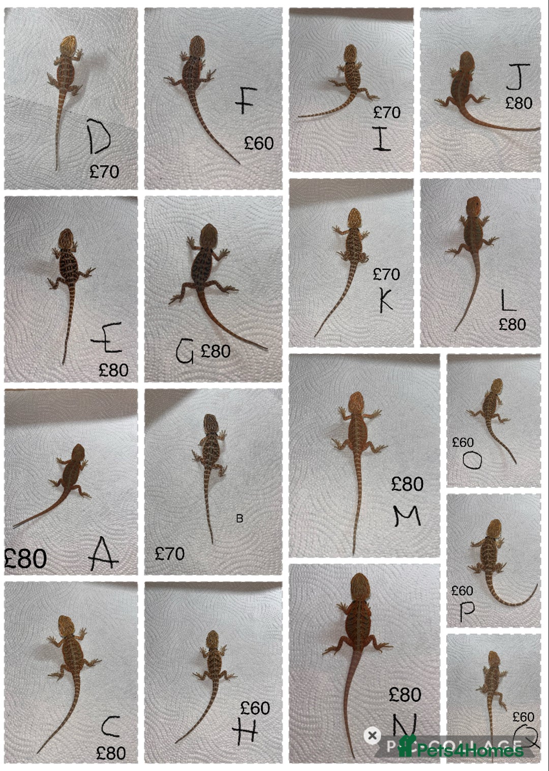 Bearded Dragon reptiles for sale: Various Baby Bearded Dragons For Sale - Advert 1