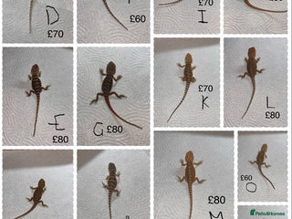 Bearded Dragon reptiles Various Baby Bearded Dragons For Sale - Advert 3