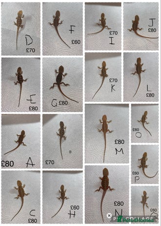 Bearded Dragon reptiles Various Baby Bearded Dragons For Sale - Advert 1