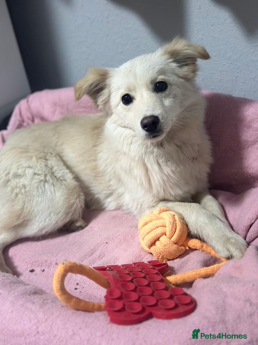 Mixed Breed dogs for adoption: 💖🐶 BESSY & MIKUSHA 💖🐶 - Advert 12