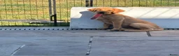 Labrador Retriever dogs for sale: Labrador Retriever Puppy - Advert 6