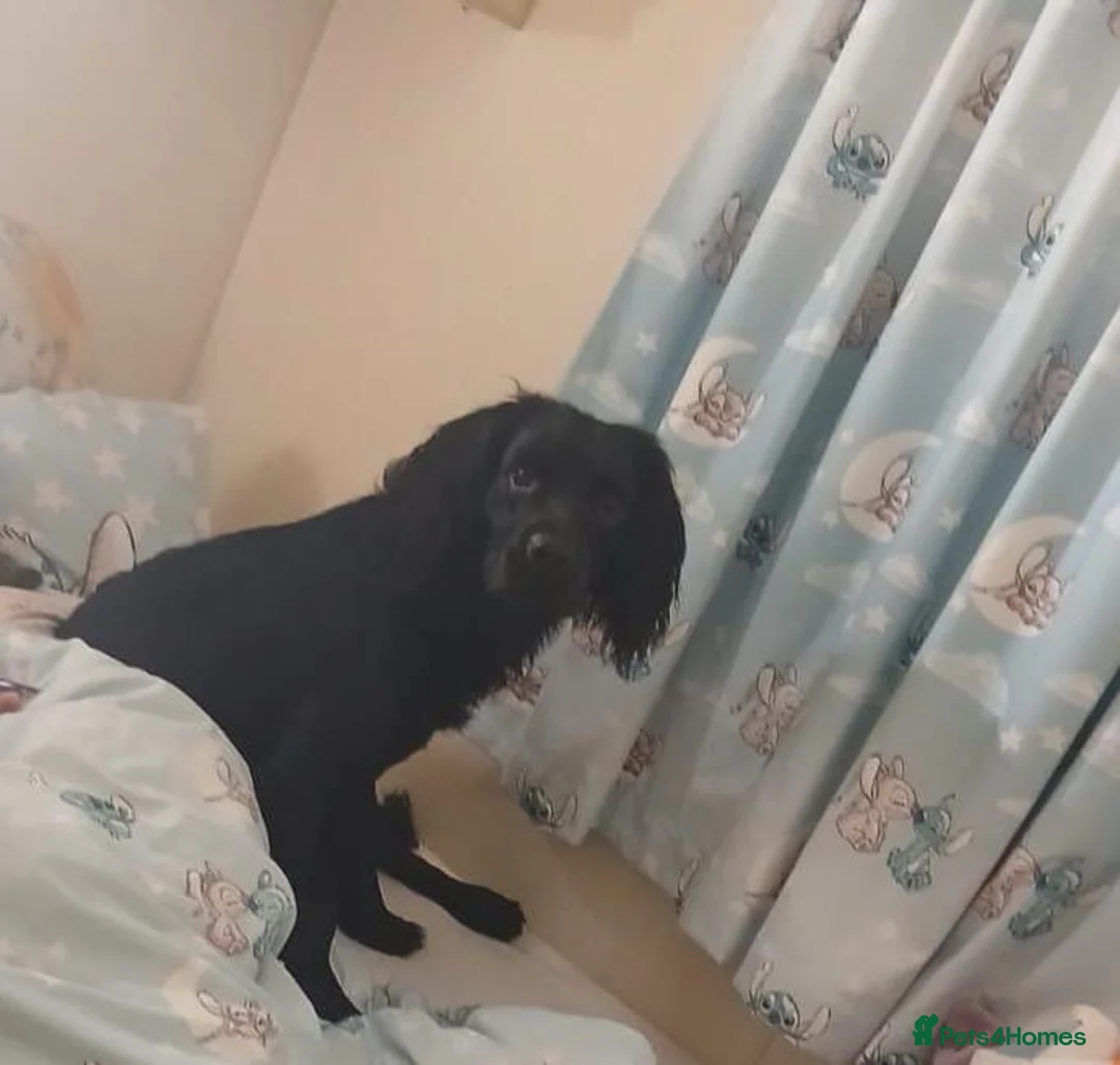 Mixed Breed dogs for sale: 10 Month Old Springador. Looking for a new home - Advert 2