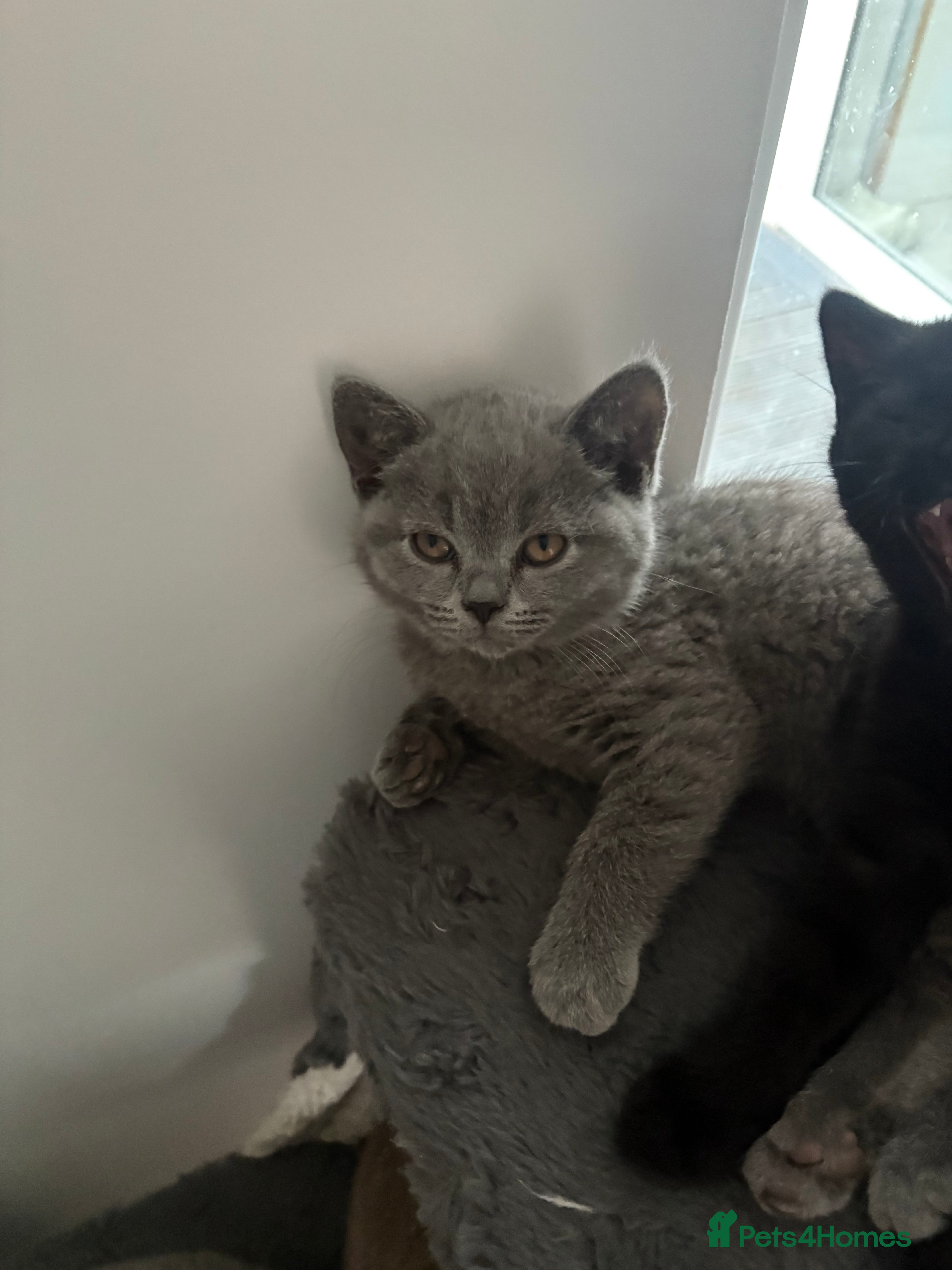 British Shorthair cats CHOCOLATE ANDBLUE GIRL GCCF British shorthair  - Advert 5
