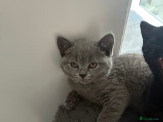 British Shorthair cats CHOCOLATE ANDBLUE GIRL GCCF British shorthair - Advert 5
