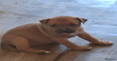 Staffordshire Bull Terrier dogs - Advert 6