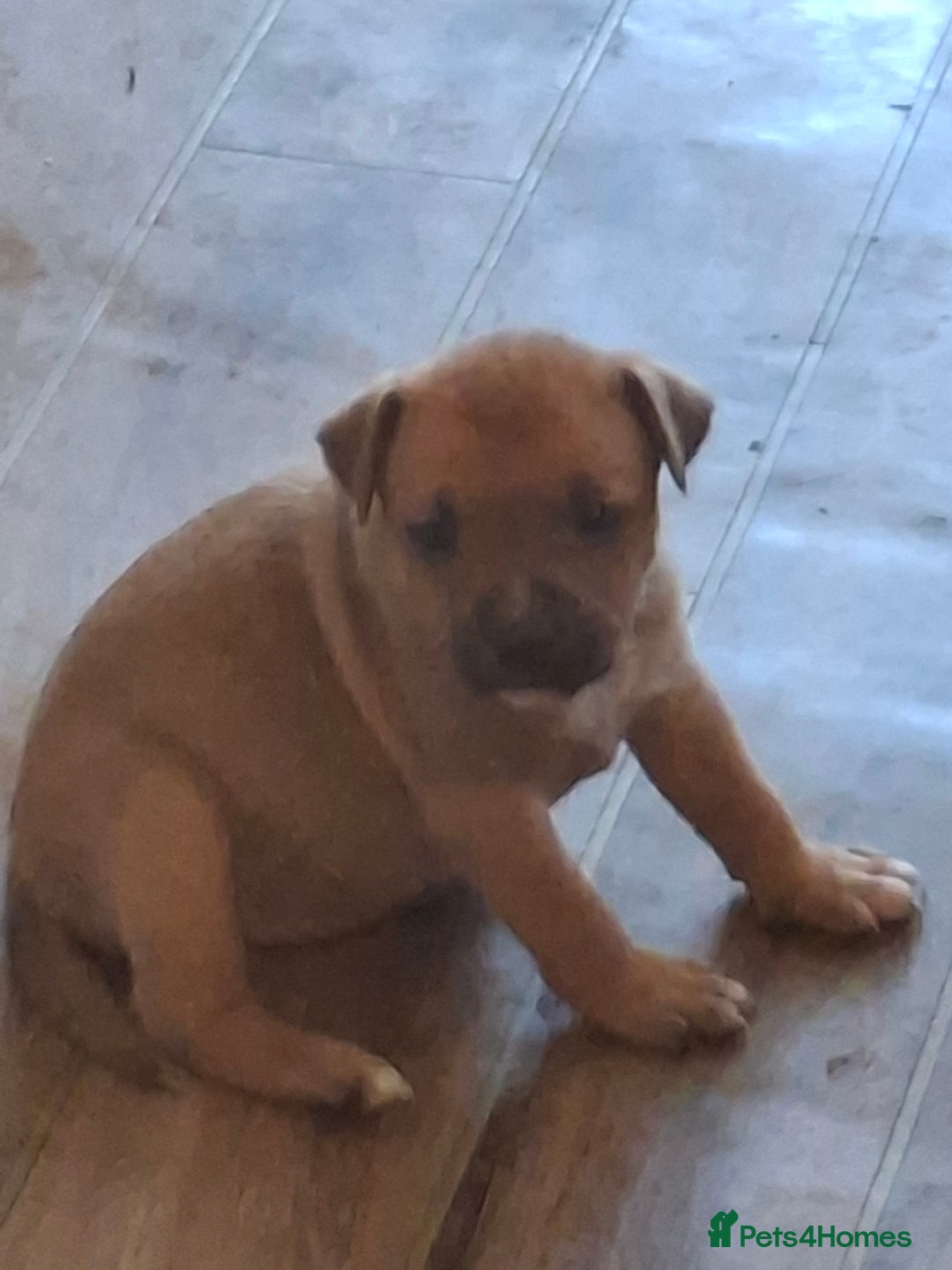 Staffordshire Bull Terrier dogs for sale: Beautiful big puppies  - Image 2