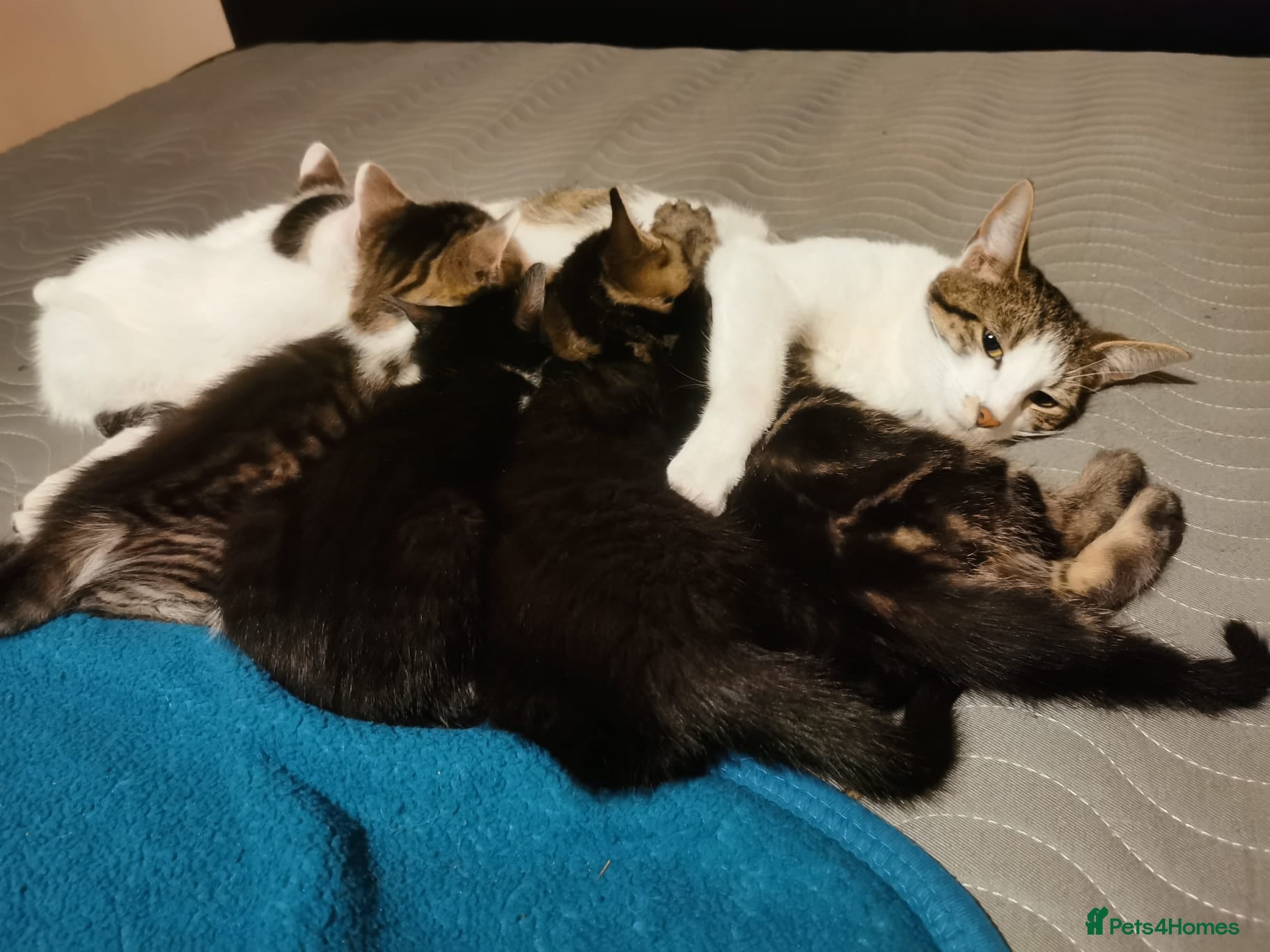 Mixed Breed cats 2 male kittens 1 black & 1 white  - Advert 2