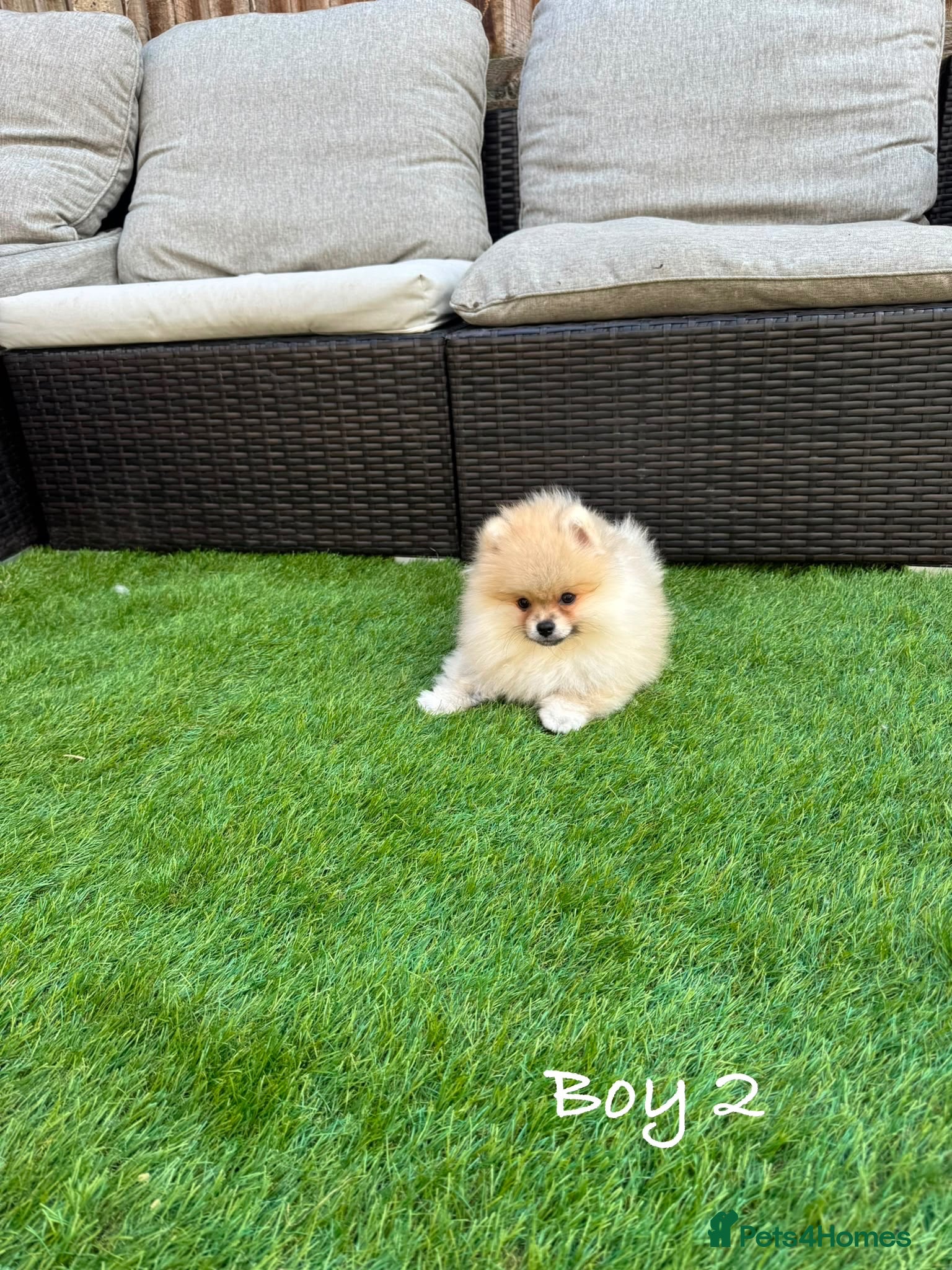 Pomeranian dogs Pure Teddy🐻Tiny🐾Outstanding 🏆 - Advert 2