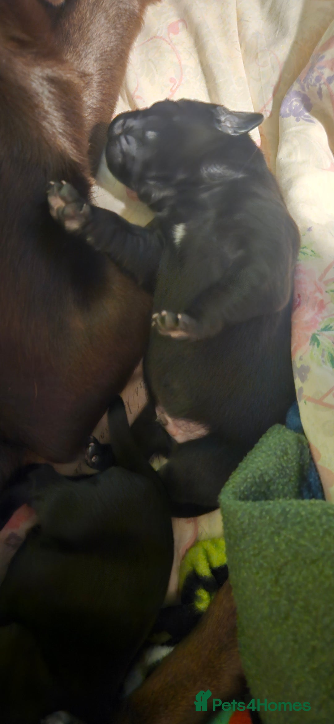 Labrador Retriever dogs for sale: Black labrador puppies - Advert 2