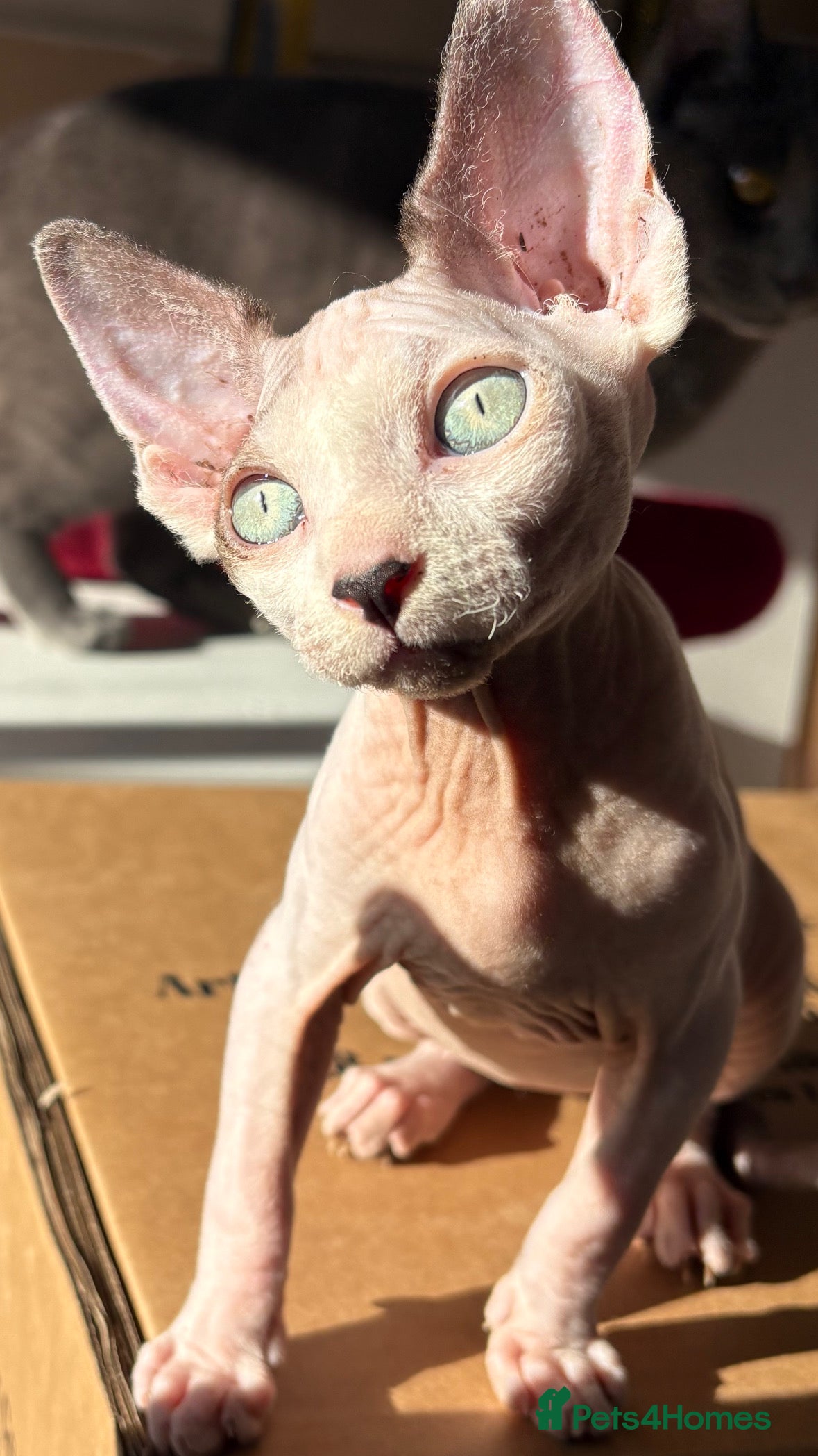 Sphynx cats Female sphynx cat 5 months old - Advert 1