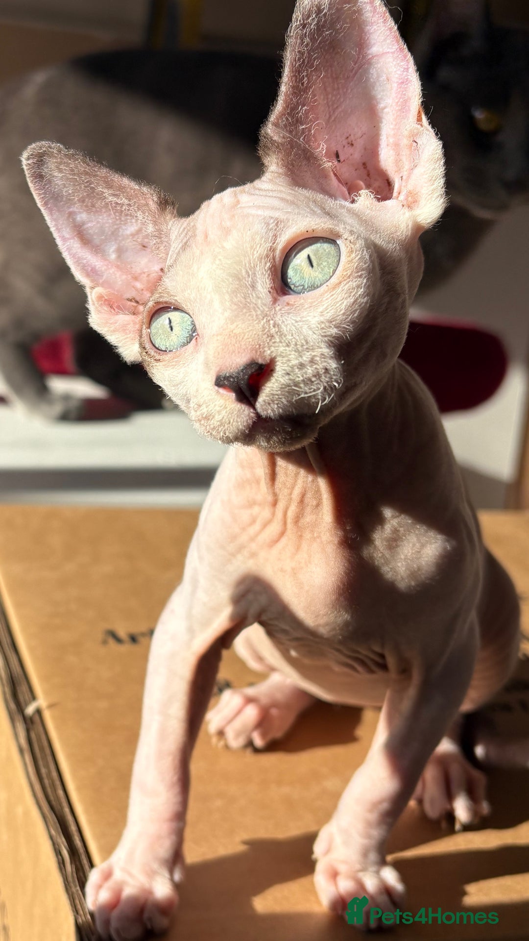 Sphynx cats for sale: Female sphynx cat 5 months old - Advert 1