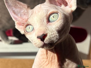 Sphynx cats Female sphynx cat 5 months old - Advert 1
