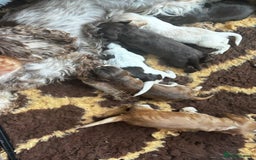 Cocker Spaniel dogs for sale: Championline Cocker Spaniel - Advert 3