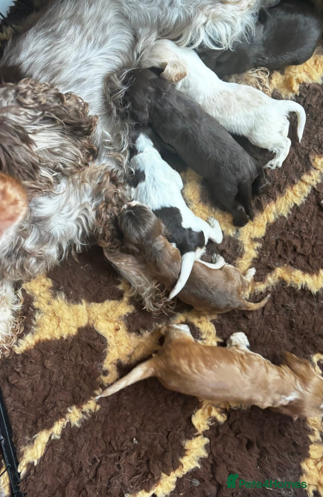 Cocker Spaniel dogs for sale: Championline Cocker Spaniel - Advert 3