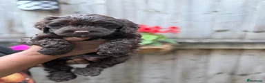 Mia