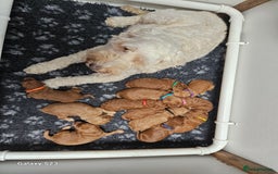 Mixed Breed dogs for sale: FULLY HEALTH TESTED FOX RED MINIATURE COCKAPOOS  - Image 22