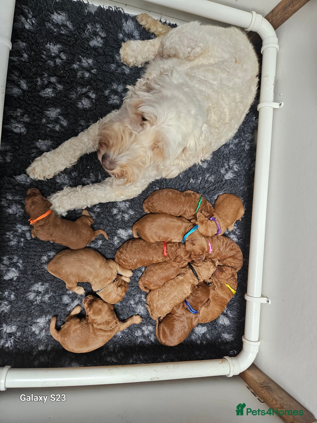 Mixed Breed dogs for sale: FULLY HEALTH TESTED FOX RED MINIATURE COCKAPOOS  - Image 22