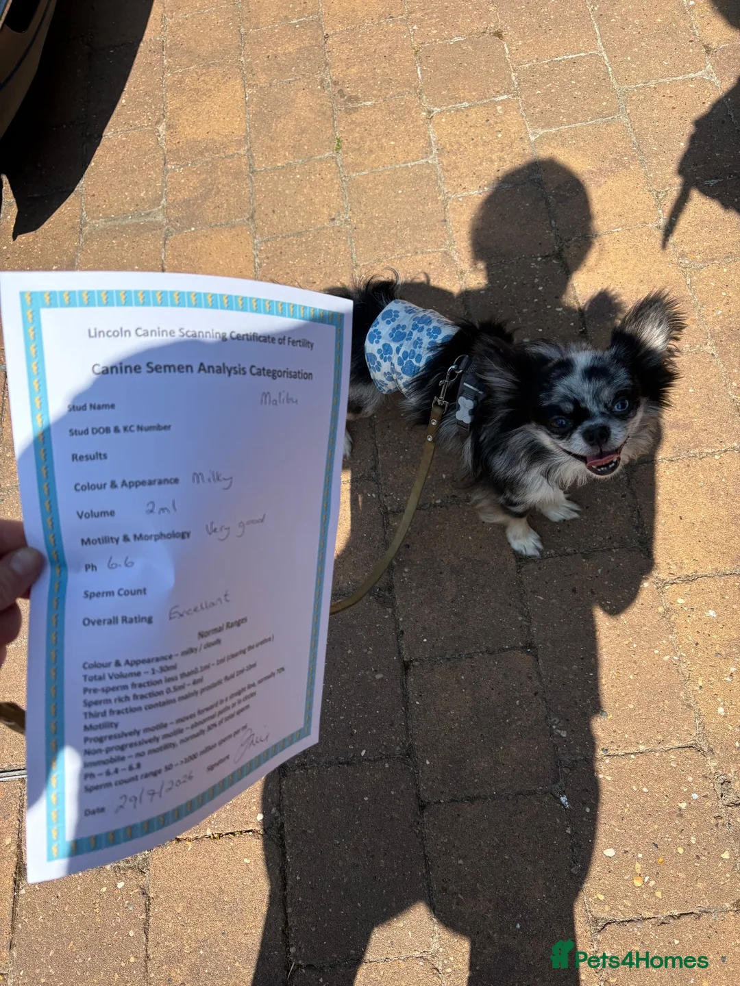 Chihuahua dogs for stud: Stud longhaired Merle Chihuahua  - Advert 2