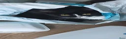 Mixed Breed cats for sale: 3 black and white kittens  in Peterborough - Advert 3