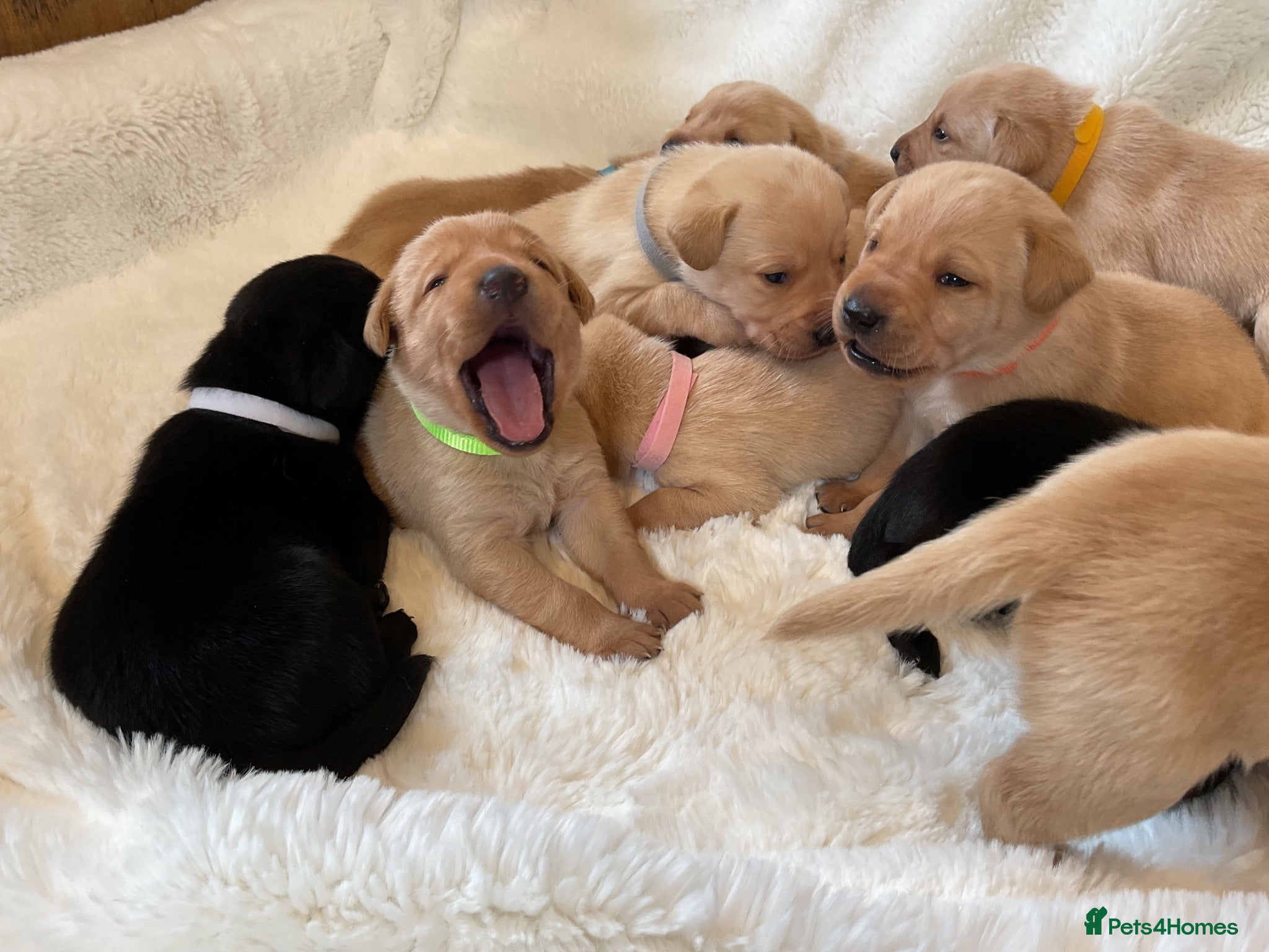 Labrador Retriever dogs DNA tested KC reg Labrador puppies - Advert 1