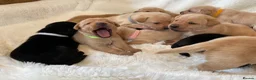 Labrador Retriever dogs for sale: DNA tested KC reg Labrador puppies - Advert 12
