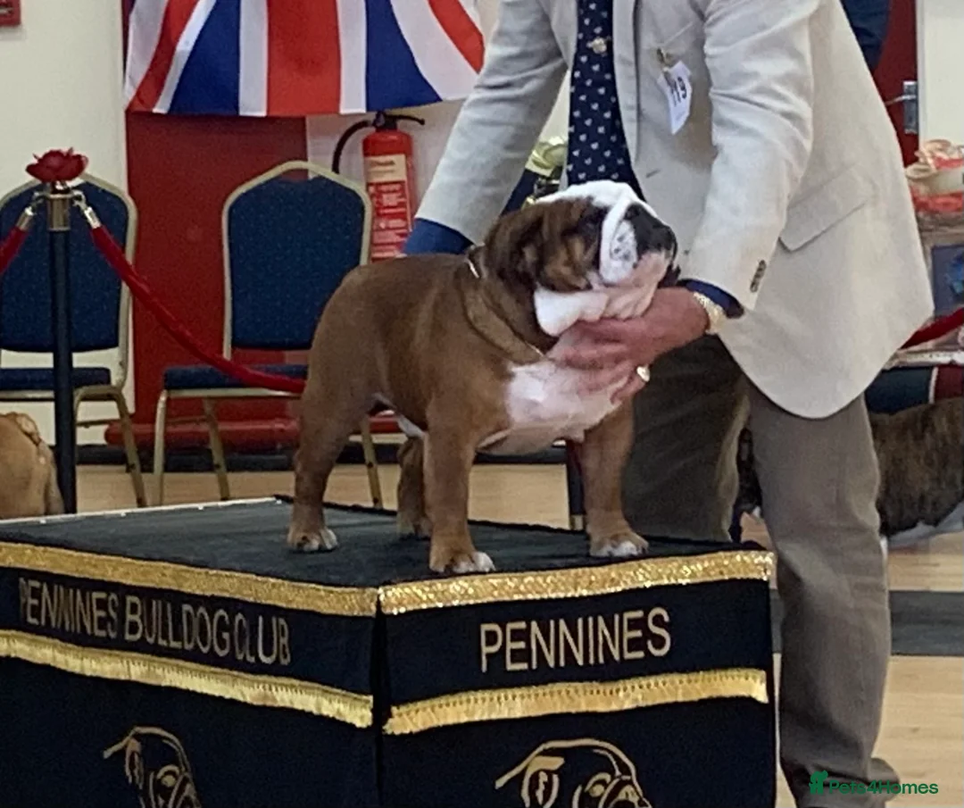English Bulldog dogs for stud: 🎊MULTI CH UK CHAMPION VICE WORLD WINNER 2023🎉 in Rushden - Advert 3