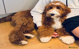 Australian Labradoodle dogs for sale: Australian Labradoodles RED&WHITE - Waiting list  - Image 12