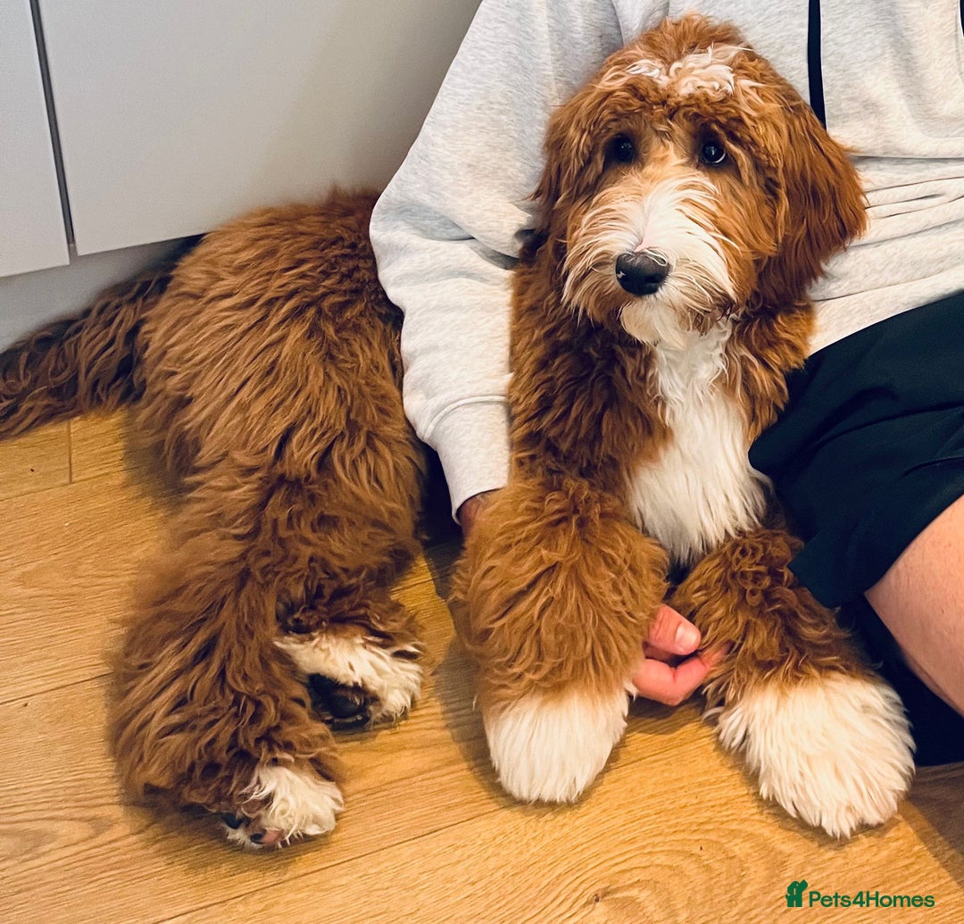 Australian Labradoodle dogs for sale: Australian Labradoodles RED&WHITE - Waiting list  - Image 12