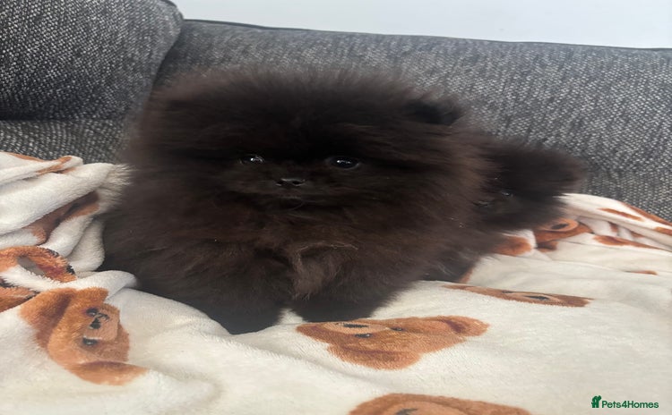 Pomeranian dogs Pomeranian puppies - Advert 1