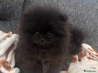 Pomeranian dogs Pomeranian puppies - Advert 3