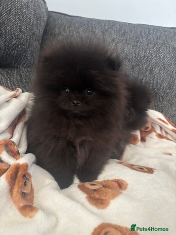 Pomeranian dogs Pomeranian puppies - Advert 1