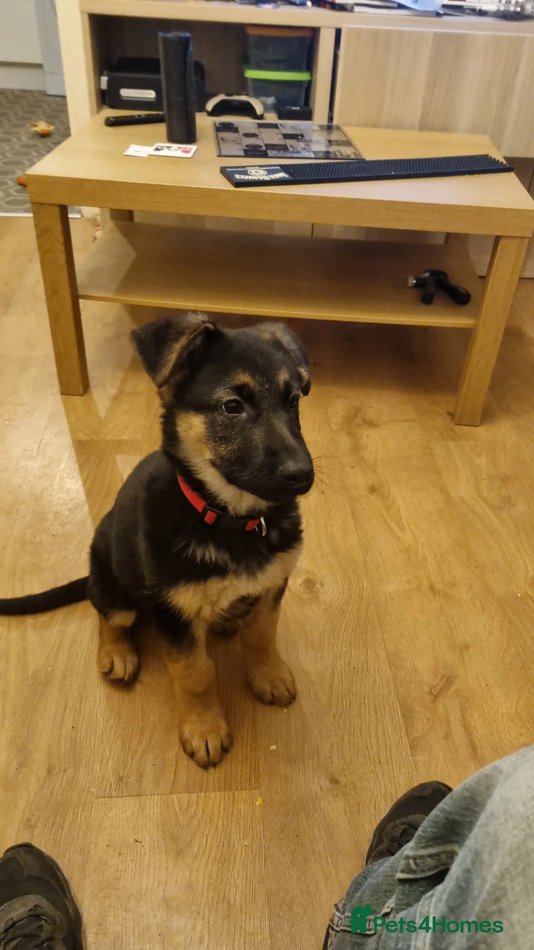 German Shepherd dogs for stud: Logan - Advert 16