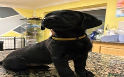 Labrador Retriever dogs for sale: Beautiful black Labrador pups - Advert 12