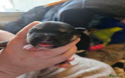 Huskita dogs for sale: Husky x akita puppys - Image 16