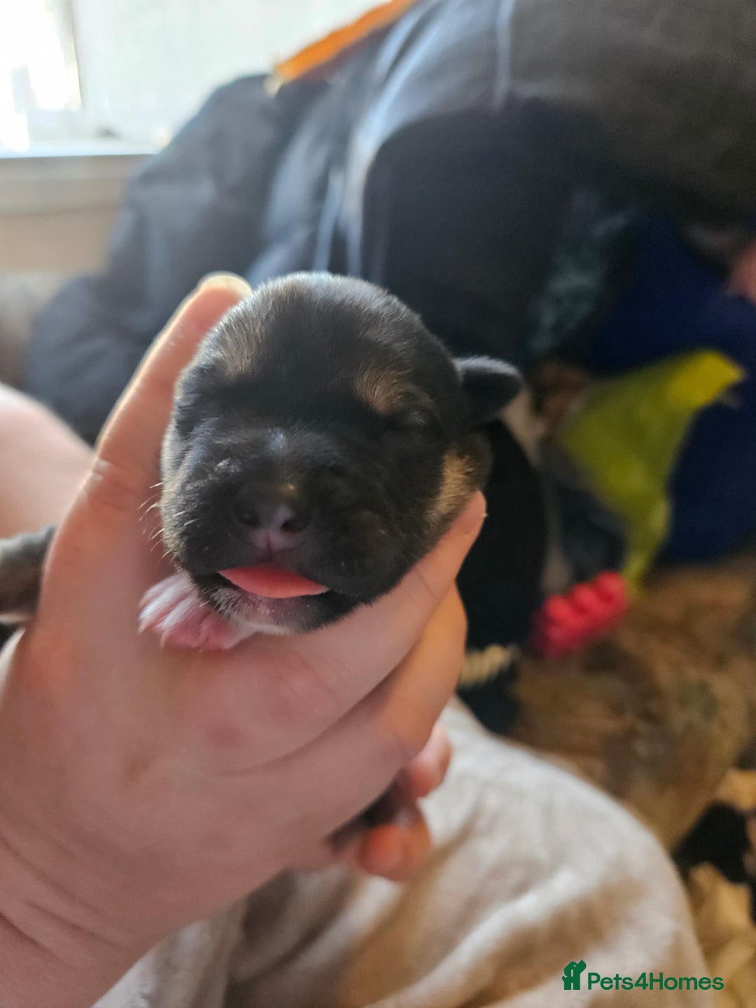 Huskita dogs for sale: Husky x akita puppys - Image 16