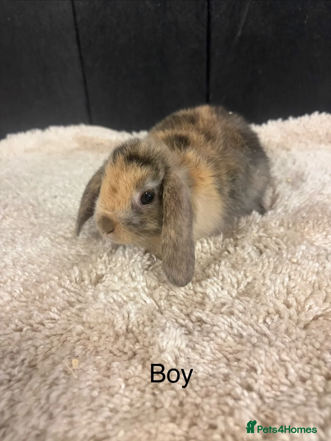 Mini Lop rabbits for sale: Stunning bunnies  - Advert 2