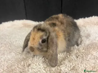 Mini Lop rabbits Stunning bunnies - Advert 6