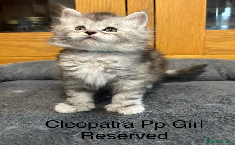 Maine Coon cats - Advert 9