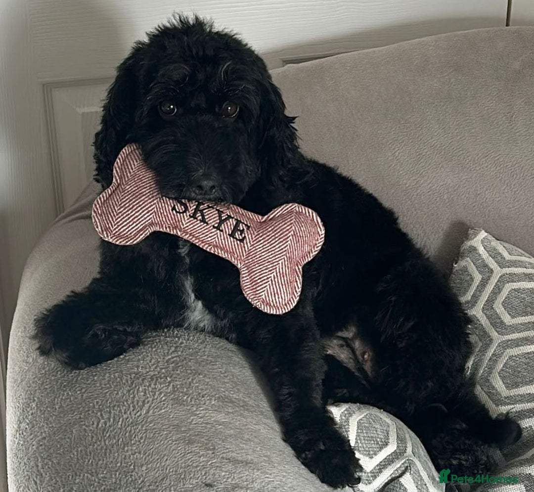 Cockapoo dogs for sale: 🐾 Cockapoo Puppies 🐾  - Advert 3