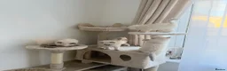 Ragdoll cats for sale: Ragdoll kittens for sale  - Advert 5