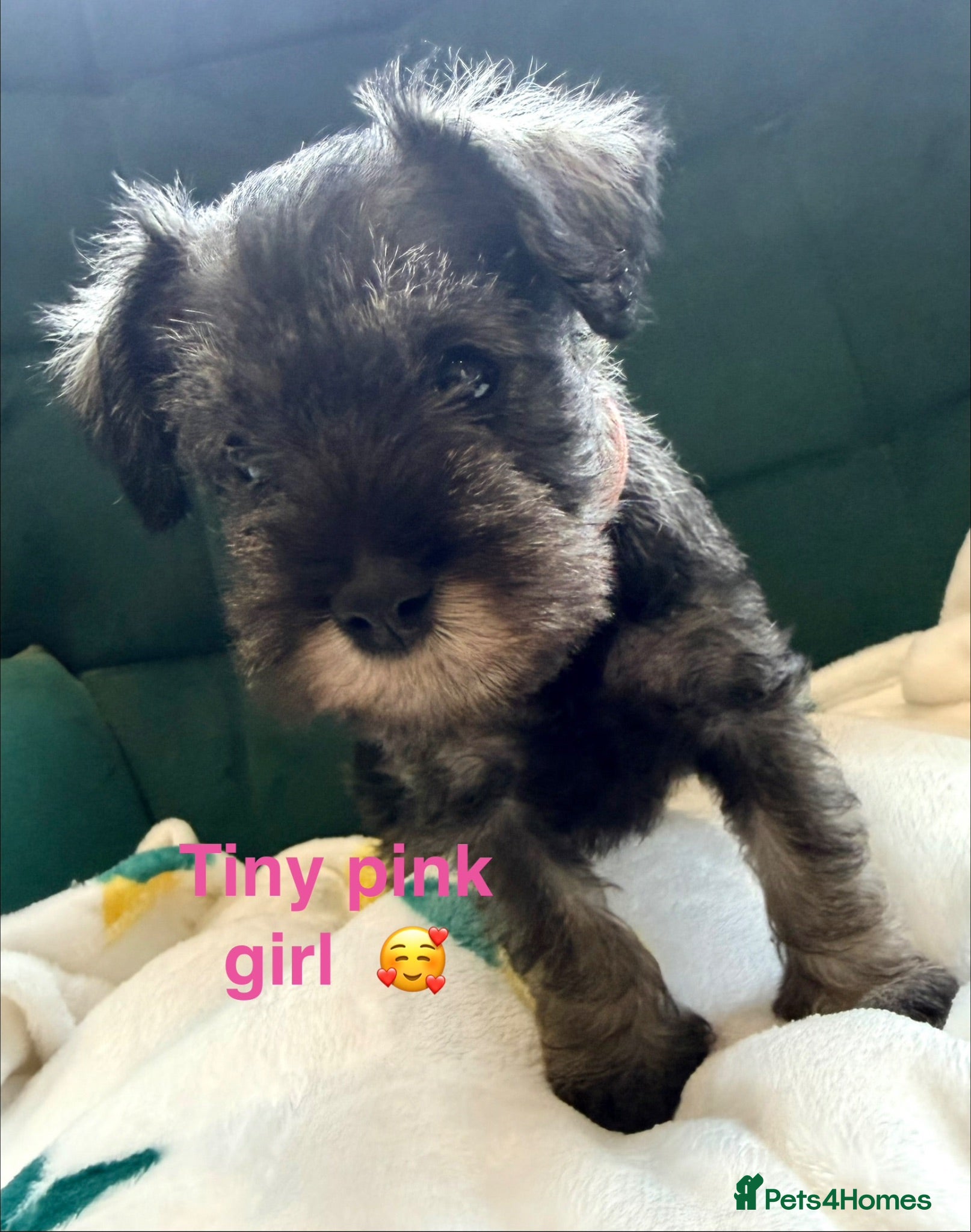 Miniature Schnauzer dogs 5th generation KC miniature schnauzer puppies  - Advert 2