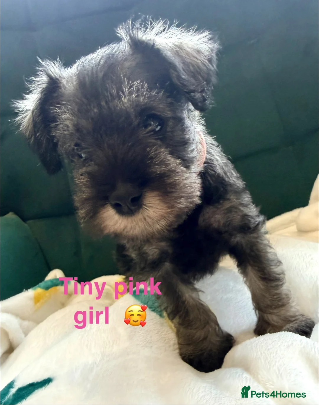 Miniature Schnauzer dogs for sale: 5th generation KC miniature schnauzer puppies  - Advert 2