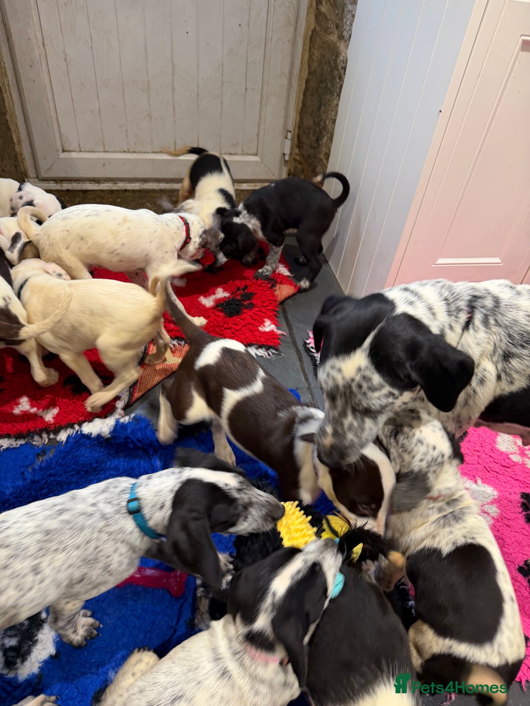 Mixed Breed dogs for sale: Collie x Dalmatian Puppies - Advert 7