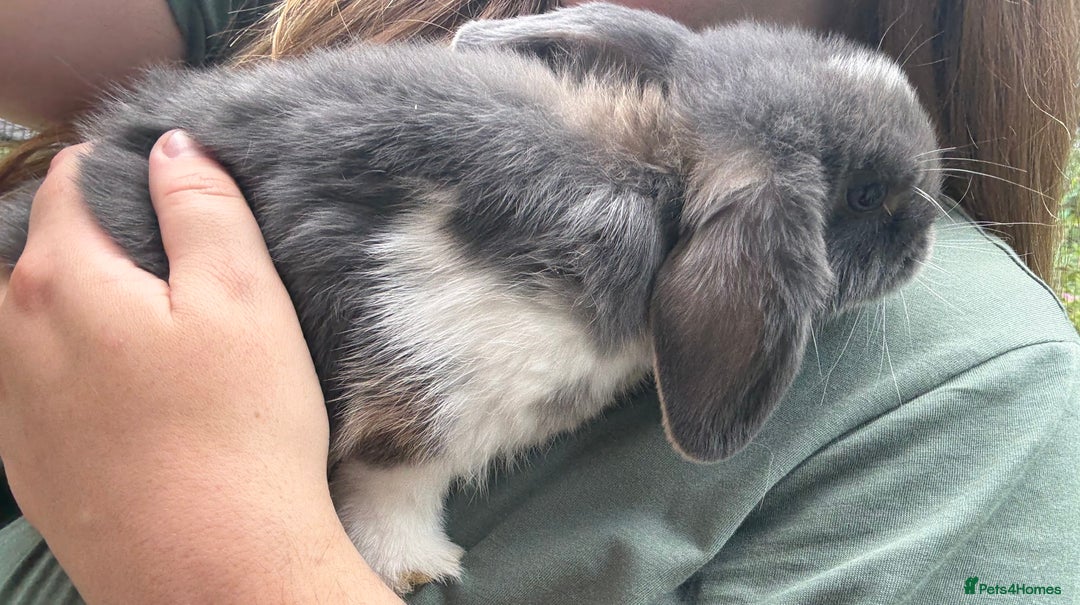 Mini Lop rabbits for sale: 3 mini lop bucks for sale  - Image 12